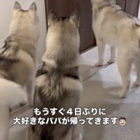 パパの気配がする…！