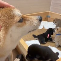 ほっこり