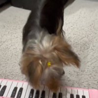 おもちゃのピアノの鍵盤を前足で押す犬