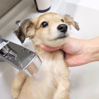 お湯をかけられながら投稿者を見上げる子犬