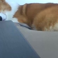 お留守番中のポムちゃん3