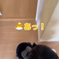 犬を見つけて立ち止まる男の子