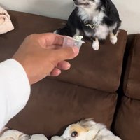 オレオちゃん＆マツちゃんの反応