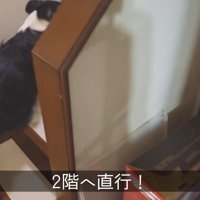 ダッシュでパパさんのもとへ