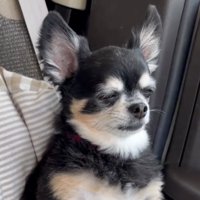 うつろな表情を浮かべる犬