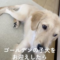 あどけないりんちゃん