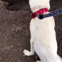 自力で歩くことができない