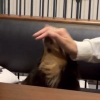 頭を撫でてもらう犬