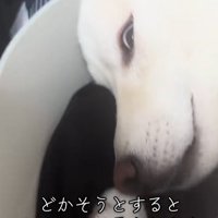 飼い主を見つめる柴犬