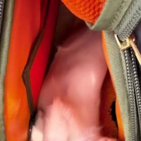 様子を見てみると…