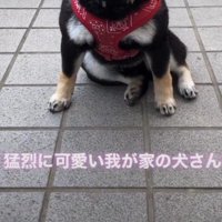 その正体とは…