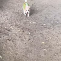 サフランちゃんの予想外の行動8