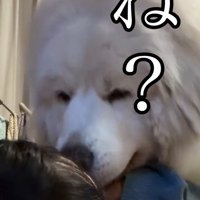 ママに顔を近づけるシェリーちゃん