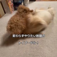 みるくちゃんと蘭ちゃん9