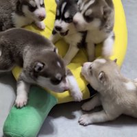 幸せに、すくすく育て…！