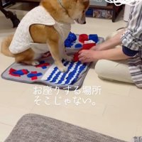 知育トイマットの上に座る柴犬