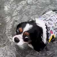 プールを渡りきった犬