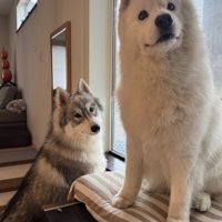 ドッグランに行きたいスキーくんとパウくん