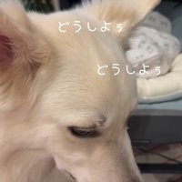 赤ちゃんが泣いた時のワンダくん5