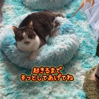 キジ白猫の後ろで眠る子犬