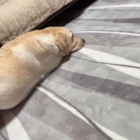 ソファから滑り落ちる犬