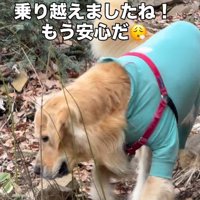 「おじいちゃん頑張ったね！」