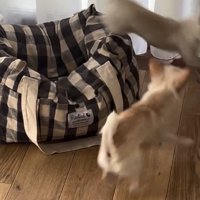 追いかけっこする2匹