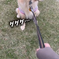犬に繋がれたリードを引く女性