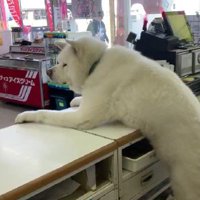 店番する2匹の秋田犬
