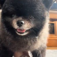 カメラの前で笑顔になる子熊のような見た目の犬