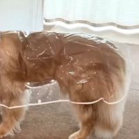 カッパ