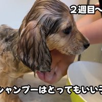 上手にシャンプーできた