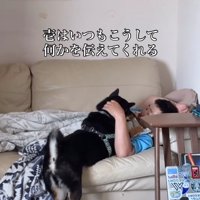 飼い主の顔を見つめる柴犬