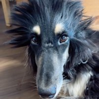 寝起きのアシャンティちゃん