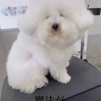 少しずつボリュームが復活