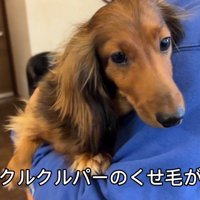 トリミング前のぱぴこ君