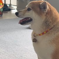 飼い主に目で問いかける柴犬