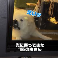 「なんだコイツ？食べてやる！」