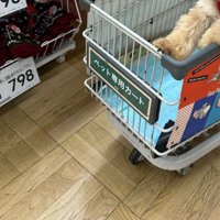 ペット専用カートに乗る犬の前足