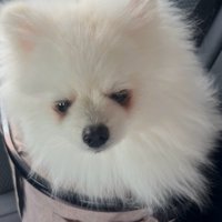 病院に行く時のしょんぼり顔も可愛い