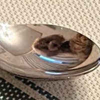 スプーンに映った犬の顔のアップ