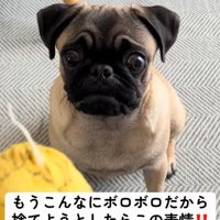 困り顔で見つめる犬