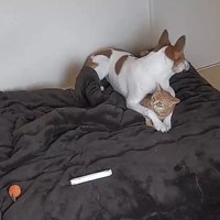 足の間に猫さんが！！