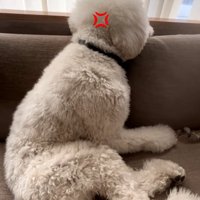 人間の子どものようなハクくん