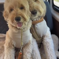 並んで座る2匹の犬