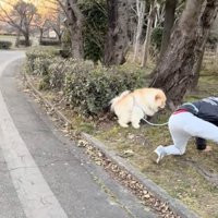 まるのちゃん、お取り込み中