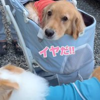「イヤ！」