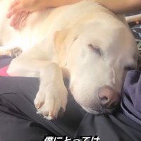 家族の膝に頭を乗せて眠る犬