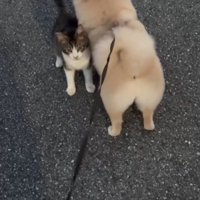 動かない犬