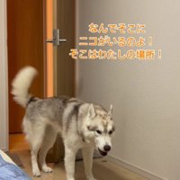 「なんでニコちゃんが！！」